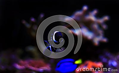 Black ocellaris clown fish in aquarium Stock Photo