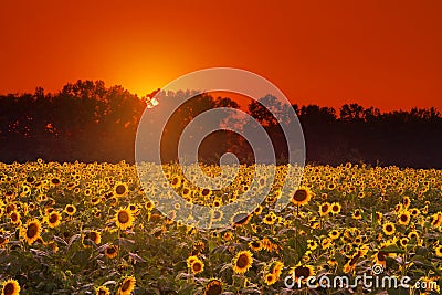 Black Oil Sunflowers at Sunset Stock Photo