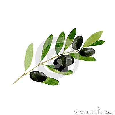 Black olive. Hand drawn watercolor illustration isolated on white background. Vector Cartoon Illustration