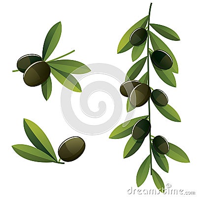 Black olive set Vector Illustration