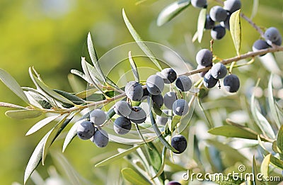 olive Black olives on branch of olive tree background Stock Photo