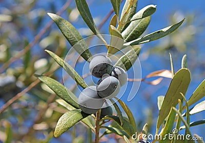 olive Black olives on branch of olive tree background Stock Photo
