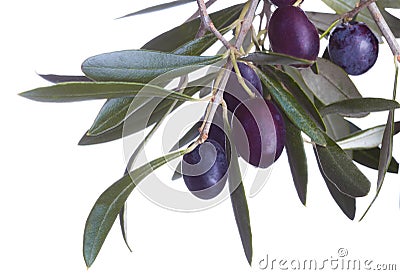 Black olives in olive tree branch i Stock Photo