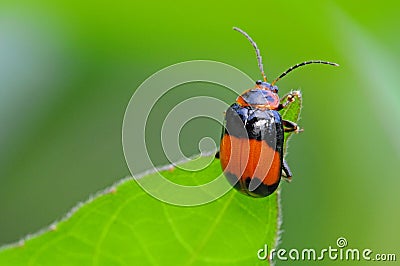 Black And Orange Beetle Stock Photo