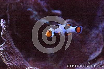 Black, orange, and white clownfish anemonefish Stock Photo