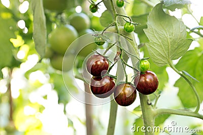 Black organic tomatoes Stock Photo