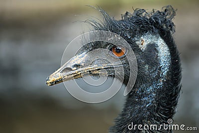 Black ostrich closeup portrait Stock Photo