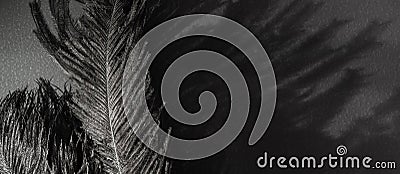 Black Ostrich feathers and magic shadow. Black monochrome banner Stock Photo