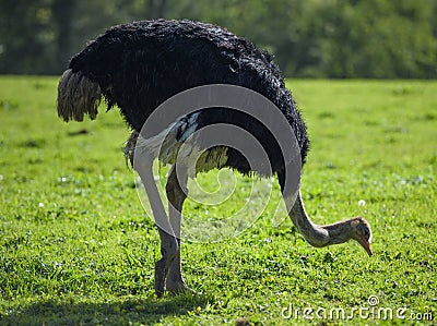 Black Ostrich pecking at the ground Stock Photo
