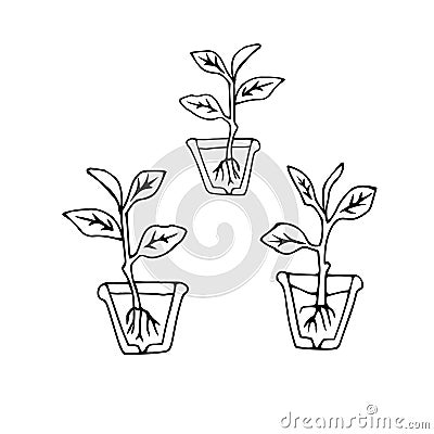 Black outline hand drawing vector illustration of a group of small Dumb cane plants with roots transplanting in a pots isolated on Vector Illustration