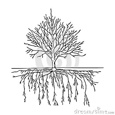 Black outline hand drawing vector illustration of a leafless tree with roots in winter isolated on a white background Vector Illustration