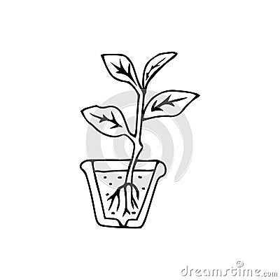 Black outline hand drawing vector illustration of a small Dumb cane plant with roots transplanting in a pot isolated on a white Vector Illustration