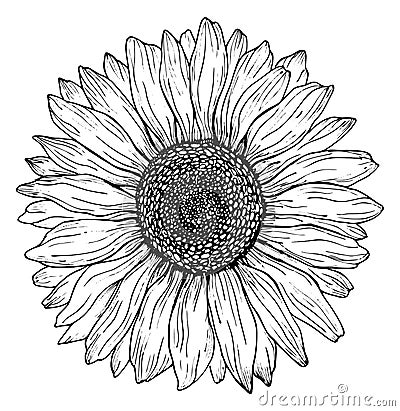 Black outline sunflower line art isolated on white background. Hand drawing botanical vector illustration Vector Illustration