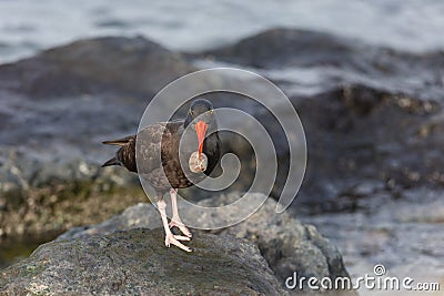 Black Oystercatcher bird Stock Photo