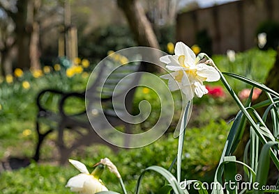 Black painted garden bench photographed in springtime at Eastcote House historic walled garden, Hillingdon UK Editorial Stock Photo