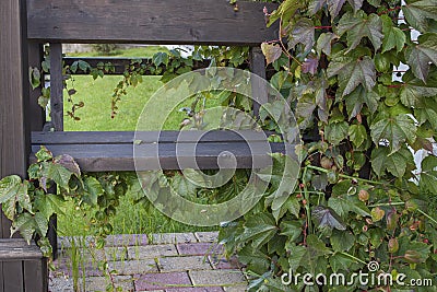 A black-painted wooden bench, covered with vines of wild grapes with leaves of green, Burgundy and brown flowers. Stock Photo