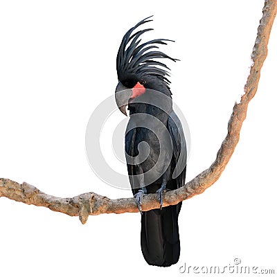 Black palm cockatoo Stock Photo