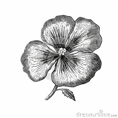 Black Pansy Flower Drawing: Criterion Collection Style, High Resolution Graphic Illustration Stock Photo