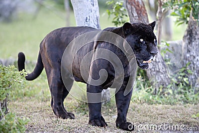 Black panther Stock Photo