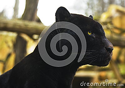 Black Panther Stock Photo