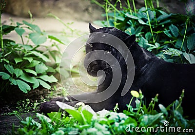 Black panther Stock Photo