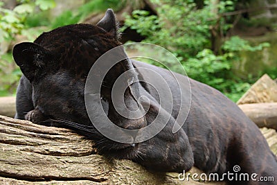 Black Panther Stock Photo