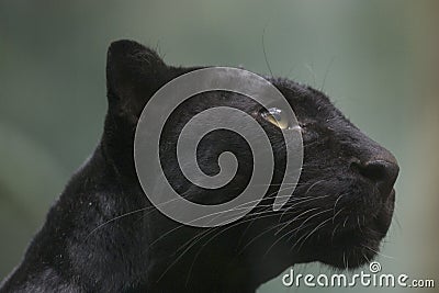 Black Panther Stock Photo