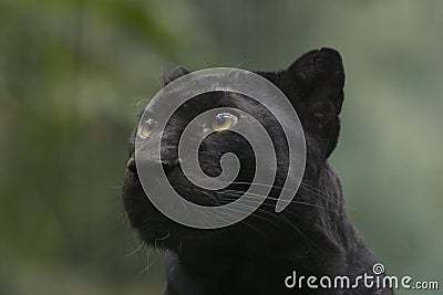 Black Panther Stock Photo