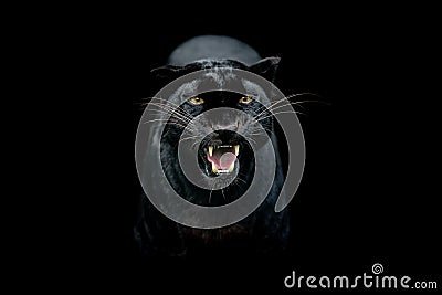 Black panther with a black background Stock Photo