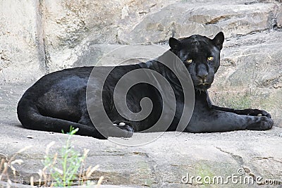 Black panther Stock Photo