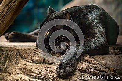 Black panther Stock Photo