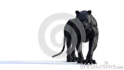 Black panther isolate on white background, Black tiger Stock Photo