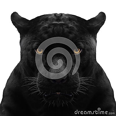 Black panther shot close up Stock Photo