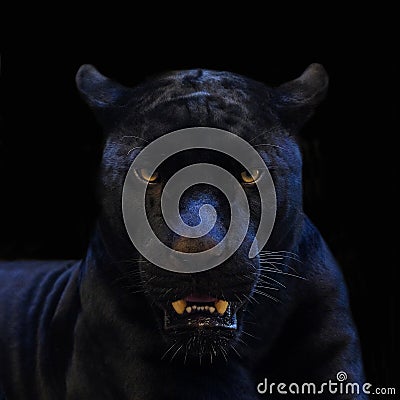 Black panther shot closeup with black background Stock Photo