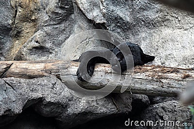 Black panther sleeping shift the paw of the tree. Stock Photo