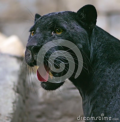 Black Panther Stock Photo