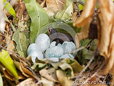 Baby bird has just hatched from an egg in the nest Stock Photo