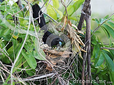 Parrot in a nest hatches eggs on a guanabana tree Stock Photo