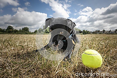 Black Patterdale Cross Border Terrier staring at his tennis ball Stock Photo