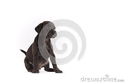 Black Patterdale terrier puppy Stock Photo