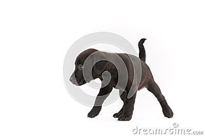 Black Patterdale terrier puppy Stock Photo