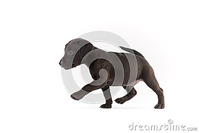 Black Patterdale terrier puppy Stock Photo