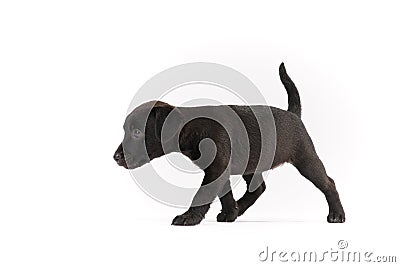 Black Patterdale terrier puppy Stock Photo