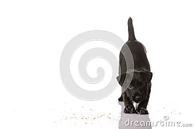 Black Patterdale Terrier Puppy on White Background Stock Photo