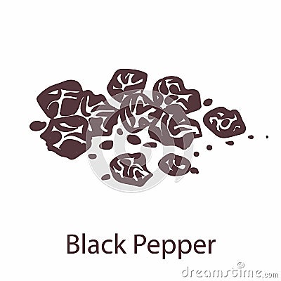 Black pepper. Hand drawn fragrant bitter hot seeds, sketch for labels and packages in engraving style. Aromatherapy Vector Illustration