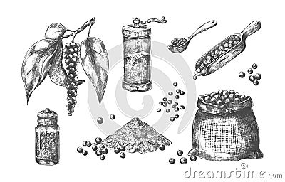 Black pepper. Hand drawn spice with pungent taste. Glass pepperbox. Mill for condiment. Canvas bag and spoons or scoops Vector Illustration