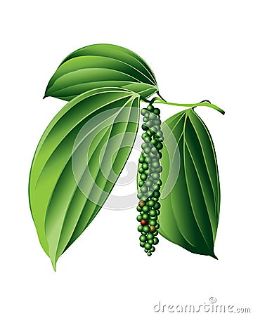 Black pepper plant Vector Illustration