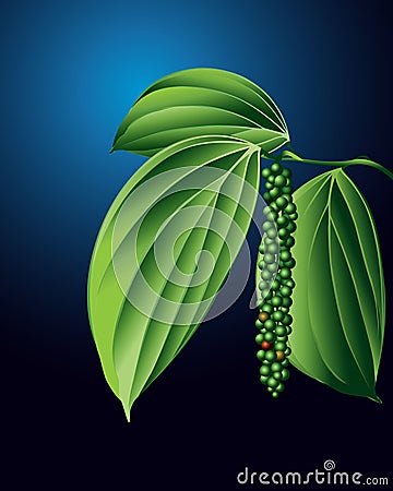 Black pepper plant Vector Illustration