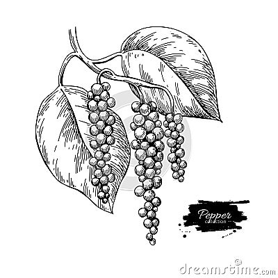 Black pepper plant branch vector drawing. Botanical illustration Vector Illustration