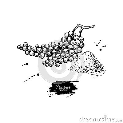 Black pepper plant branch vector drawing with powder. Vintage hand drawn spice sketch. Vector Illustration